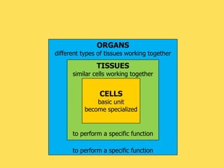 Tissues organs and systems in plants r1 | PPTX