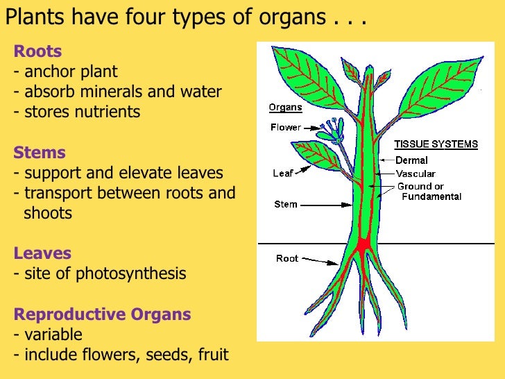 what is the main organ in the root system what is the main organ in the root system