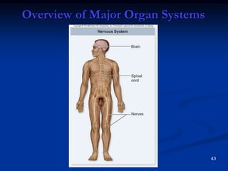 Major System Explained Tissues, Organs and Systems PPT (1).ppt