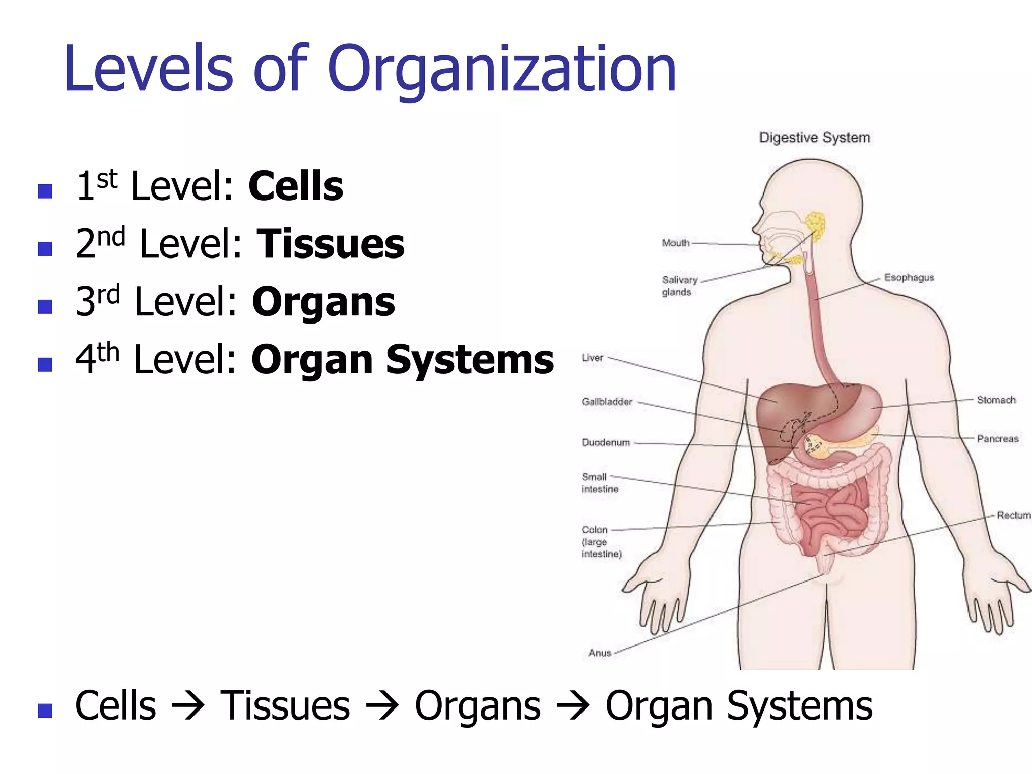 Tissues organs and systems r2 | PPTX