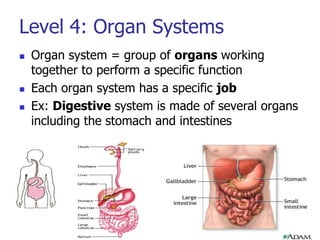 Group Organs Tissues organs and systems r2 | PPTX