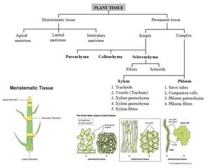 Tissue System Classification Tissues, Organs, Organ System, Organism_2_IX_CBSE.pptx