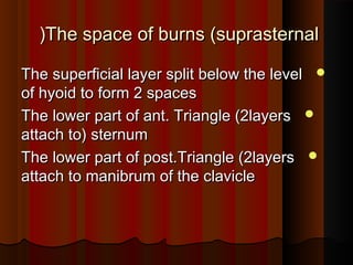 The space of burns (suprasternalThe space of burns (suprasternal((
The superficial layer split below the levelThe superficial layer split below the level
of hyoid to form 2 spacesof hyoid to form 2 spaces
The lower part of ant. Triangle (2layersThe lower part of ant. Triangle (2layers
attach to) sternumattach to) sternum
The lower part of post.Triangle (2layersThe lower part of post.Triangle (2layers
attach to manibrum of the clavicleattach to manibrum of the clavicle
 