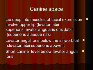 Canine spaceCanine space
Lie deep into muscles of facial expressionLie deep into muscles of facial expression
involve upper lip (levator labiiinvolve upper lip (levator labii
superioris,levator angularis oris ,labiisuperioris,levator angularis oris ,labii
superioris alaeque nasisuperioris alaeque nasi((
Levator anguli oris below the infraorbitalLevator anguli oris below the infraorbital
n.levator labii superioris above itn.levator labii superioris above it
Short canine level below levator anguliiShort canine level below levator angulii
orisoris..
 