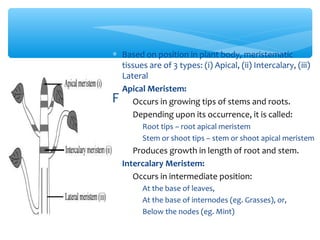 LOCATION OF
MERISTEMS
∗ Based on position in plant body, meristematic
tissues are of 3 types: (i) Apical, (ii) Intercalary, (iii)
Lateral
∗ Apical Meristem:
∗ Occurs in growing tips of stems and roots.
∗ Depending upon its occurrence, it is called:
∗ Root tips – root apical meristem
∗ Stem or shoot tips – stem or shoot apical meristem
∗ Produces growth in length of root and stem.
∗ Intercalary Meristem:
∗ Occurs in intermediate position:
∗ At the base of leaves,
∗ At the base of internodes (eg. Grasses), or,
∗ Below the nodes (eg. Mint)
 