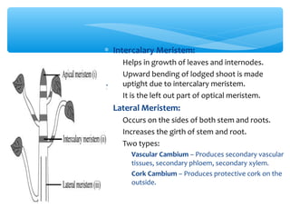 LOCATION OF
MERISTEMS
∗ Intercalary Meristem:
∗ Helps in growth of leaves and internodes.
∗ Upward bending of lodged shoot is made
uptight due to intercalary meristem.
∗ It is the left out part of optical meristem.
∗ Lateral Meristem:
∗ Occurs on the sides of both stem and roots.
∗ Increases the girth of stem and root.
∗ Two types:
∗ Vascular Cambium – Produces secondary vascular
tissues, secondary phloem, secondary xylem.
∗ Cork Cambium – Produces protective cork on the
outside.
 