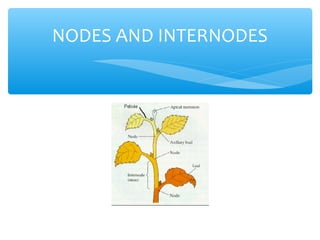 NODES AND INTERNODES
 