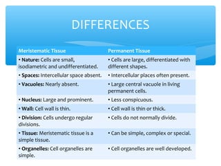 Meristematic Tissue Permanent Tissue
• Nature: Cells are small,
isodiametric and undifferentiated.
• Cells are large, differentiated with
different shapes.
• Spaces: Intercellular space absent. • Intercellular places often present.
• Vacuoles: Nearly absent. • Large central vacuole in living
permanent cells.
• Nucleus: Large and prominent. • Less conspicuous.
• Wall: Cell wall is thin. • Cell wall is thin or thick.
• Division: Cells undergo regular
divisions.
• Cells do not normally divide.
• Tissue: Meristematic tissue is a
simple tissue.
• Can be simple, complex or special.
• Organelles: Cell organelles are
simple.
• Cell organelles are well developed.
DIFFERENCES
 