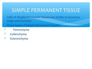 ∗ Cells of Simple Permanent tissues are similar in structure,
origin and function.
∗ Three types of Simple Permanent tissues:
 Parenchyma
 Collenchyma
 Sclerenchyma
SIMPLE PERMANENT TISSUE
 