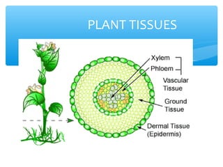 PLANT TISSUES
 