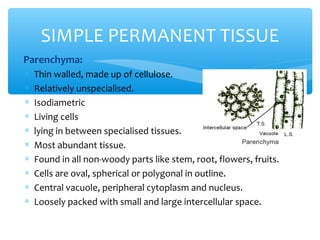 ∗ Parenchyma:
∗ Thin walled, made up of cellulose.
∗ Relatively unspecialised.
∗ Isodiametric
∗ Living cells
∗ lying in between specialised tissues.
∗ Most abundant tissue.
∗ Found in all non-woody parts like stem, root, flowers, fruits.
∗ Cells are oval, spherical or polygonal in outline.
∗ Central vacuole, peripheral cytoplasm and nucleus.
∗ Loosely packed with small and large intercellular space.
SIMPLE PERMANENT TISSUE
 