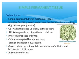 ∗ Collenchyma:
∗ Simple permanent, living, mechanical tissue.
∗ Provides flexibility to soft aerial parts that bend without breaking
(Eg. Leaves, young stems).
∗ Cell wall is thickened unevenly at the corners
∗ Thickening made up of pectin and cellulose.
∗ Intercellular spaces are little.
∗ Cells are elongated but appear oval,
circular or angular in T.S section.
∗ Occurs below the epidermis in leaf stalks, leaf mid ribs and
herbaceous dicot stems.
∗ Absent in monocots
SIMPLE PERMANENT TISSUE
 