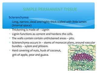 ∗ Sclerenchyma:
∗ Long, narrow, dead and highly thick-walled with little lumen
(internal space)
∗ Thickening is made of – Lignin
∗ Lignin functions as cement and hardens the cells.
∗ The walls contain certain unthickened areas – pits.
∗ Sclerenchyma occurs in – stems of monocot plans, around vascular
bundles – xylem and phloem.
∗ Hard covering of nuts, husk of coconut,
grit of apple, pear and guava.
SIMPLE PERMANENT TISSUE
 