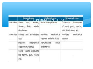 SIMPLE PERMANENT TISSUES
 