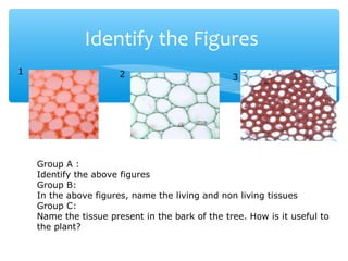 Identify the Figures
1 2 3
Group A :
Identify the above figures
Group B:
In the above figures, name the living and non living tissues
Group C:
Name the tissue present in the bark of the tree. How is it useful to
the plant?
 