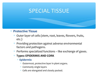 ∗ Protective Tissue
∗ Outer layer of cells (stem, root, leaves, flowers, fruits,
etc.)
∗ Providing protection against adverse environmental
factors and pathogens.
∗ Performs specialized functions – like exchange of gases.
∗ Types: EPIDERMIS AND CORK
∗ Epidermis:
∗ Outermost, protective layer in plant organs.
∗ Commonly single layers
∗ Cells are elongated and closely packed.
SPECIAL TISSUE
 