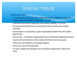 ∗ Epidermis (cont.)
∗ In aerial parts, the outer thick walls (Cellulose) covered by a layer of
water impermeable fatty substance – CUTIN
∗ Cutin and Wax form a separate non-cellular coating – CUTICLE
∗ At some places (like leaves), aerial parts bear minute pores called
stomata.
∗ Each stoma is enclosed by a pair of specialised epidermal cells called
guard cells.
∗ Guard cells – are kidney shaped (dicot) or dumb-bell shaped (monocot)
∗ Guard cells are thicker on the inside and thinner on the outside
∗ The pores are helpful in exchange of gases
∗ Pores are seat of transpiration
∗ In roots, epidermal cells give rise to tubular outgrowths called root
hairs.
SPECIAL TISSUE
 