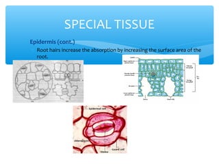 ∗ Epidermis (cont.)
∗ Root hairs increase the absorption by increasing the surface area of the
root.
SPECIAL TISSUE
 