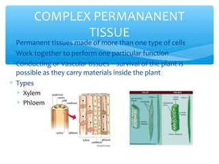 ∗ Permanent tissues made of more than one type of cells
∗ Work together to perform one particular function
∗ Conducting or Vascular tissues – survival of the plant is
possible as they carry materials inside the plant
∗ Types
∗ Xylem
∗ Phloem
COMPLEX PERMANANENT
TISSUE
 
