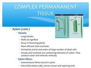 ∗ Xylem (cont.)
∗ Vessels:
∗ Long tubules
∗ Walls are lignified
∗ Occur in flowering plants
∗ More efficient than tracheids
∗ Formed by end to end union of large number of dead cells
∗ Vessels and tracheids are conducting elements of xylem. They
conduct water and minerals vertically
∗ Xylem fibres:
∗ Sclerenchyma fibres found in xylem
∗ Have thick pitted walls, narrow lumen and tapering ends
COMPLEX PERMANANENT
TISSUE
 