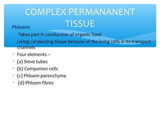 ∗ Phloem:
∗ Takes part in conduction of organic food
∗ Living conducting tissue because of the living cells in its transport
channels
∗ Four elements –
∗ (a) Sieve tubes
∗ (b) Companion cells
∗ (c) Phloem parenchyma
∗ (d) Phloem fibres
COMPLEX PERMANANENT
TISSUE
 