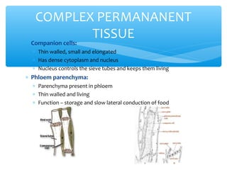 ∗ Companion cells:
∗ Thin walled, small and elongated
∗ Has dense cytoplasm and nucleus
∗ Nucleus controls the sieve tubes and keeps them living
∗ Phloem parenchyma:
∗ Parenchyma present in phloem
∗ Thin walled and living
∗ Function – storage and slow lateral conduction of food
COMPLEX PERMANANENT
TISSUE
 