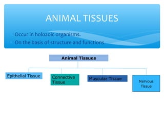 ∗ Occur in holozoic organisms.
∗ On the basis of structure and functions
ANIMAL TISSUES
Animal Tissues
Epithelial Tissue Connective
Tissue
Muscular Tissue
Nervous
Tissue
 