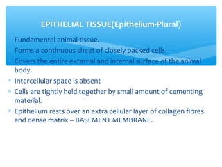 ∗ Fundamental animal tissue.
∗ Forms a continuous sheet of closely packed cells.
∗ Covers the entire external and internal surface of the animal
body.
∗ Intercellular space is absent
∗ Cells are tightly held together by small amount of cementing
material.
∗ Epithelium rests over an extra cellular layer of collagen fibres
and dense matrix – BASEMENT MEMBRANE.
EPITHELIAL TISSUE(Epithelium-Plural)
 