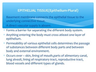 ∗ Basement membrane connects the epithelial tissue to the
underlying connective tissue.
∗ A direct vascular supply is absent.
∗ Forms a barrier for separating the different body system.
∗ Anything entering the body must cross atleast one layer of
epithelium.
∗ Permeability of various epithelial cells determines the passage
of substances between different body parts and between
body and external environment.
∗ Occurs over – skin, lining of mouth,parts of alimentary canal,
lung alveoli, lining of respiratory tract, reproductive tract,
blood vessels and different types of glands.
EPITHELIAL TISSUE(Epithelium-Plural)
 