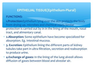 ∗ FUNCTIONS:
∗ 1.Protection:Epithelium lying over the skin protects the body
from drying up, microbes and chemical injury.Similar
protection is carried out by in in the lining of the mouth, nasal
tract, and alimentary canal.
∗ 2.Absorption: Some epithelium have become specialized for
absorption. Eg. Intestinal mucosa.
∗ 3. Excretion: Epithelium lining the different parts of kidney
tubules take part in ultra filtration, secretion and reabsorption
to produce urine.
∗ 4.Exchange of gases: In the lining of the lung alveoli allows
diffusion of gases between blood and alveolar air.
EPITHELIAL TISSUE(Epithelium-Plural)
 