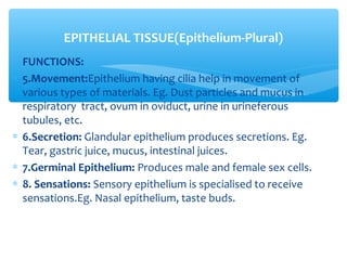 ∗ FUNCTIONS:
∗ 5.Movement:Epithelium having cilia help in movement of
various types of materials. Eg. Dust particles and mucus in
respiratory tract, ovum in oviduct, urine in urineferous
tubules, etc.
∗ 6.Secretion: Glandular epithelium produces secretions. Eg.
Tear, gastric juice, mucus, intestinal juices.
∗ 7.Germinal Epithelium: Produces male and female sex cells.
∗ 8. Sensations: Sensory epithelium is specialised to receive
sensations.Eg. Nasal epithelium, taste buds.
EPITHELIAL TISSUE(Epithelium-Plural)
 