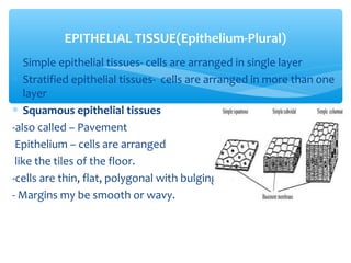 ∗ Simple epithelial tissues- cells are arranged in single layer
∗ Stratified epithelial tissues- cells are arranged in more than one
layer
∗ Squamous epithelial tissues
-also called – Pavement
Epithelium – cells are arranged
like the tiles of the floor.
-cells are thin, flat, polygonal with bulging centre and flat nuclei.
- Margins my be smooth or wavy.
EPITHELIAL TISSUE(Epithelium-Plural)
 