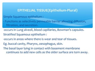 Simple Squamous epithelium :
- Functions as selectively permeable barrier allowing diffusion,
filtration, and secretion.
-occurs in Lung alveoli, blood capillaries, Bowman's capsules.
Stratified Squamous epithelium :
-occurs in areas where there is wear and tear of tissues.
Eg. buccal cavity, Pharynx, oesophagus, skin.
The basal layer lying in contact with basement membrane
continues to add new cells as the older surface are torn away.
EPITHELIAL TISSUE(Epithelium-Plural)
 
