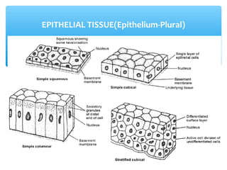 EPITHELIAL TISSUE(Epithelium-Plural)
 