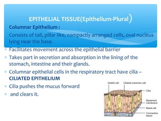 ∗ Columnar Epithelium :
∗ Consists of tall, pillar like, compactly arranged cells, oval nucleus
lying near the base.
∗ Facilitates movement across the epithelial barrier
∗ Takes part in secretion and absorption in the lining of the
stomach, intestine and their glands.
∗ Columnar epithelial cells in the respiratory tract have cilia –
CILIATED EPITHELIUM
∗ Cilia pushes the mucus forward
∗ and clears it.
EPITHELIAL TISSUE(Epithelium-Plural)
 