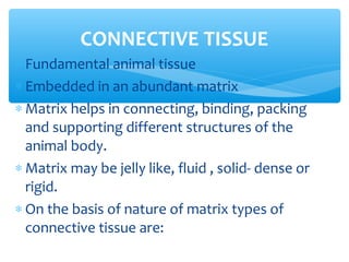 ∗ Fundamental animal tissue
∗ Embedded in an abundant matrix
∗ Matrix helps in connecting, binding, packing
and supporting different structures of the
animal body.
∗ Matrix may be jelly like, fluid , solid- dense or
rigid.
∗ On the basis of nature of matrix types of
connective tissue are:
CONNECTIVE TISSUE
 