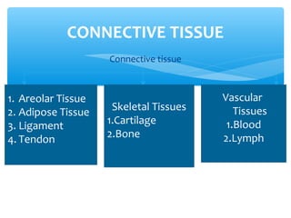 Connective tissue
CONNECTIVE TISSUE
1. Areolar Tissue
2. Adipose Tissue
3. Ligament
4. Tendon
Skeletal Tissues
1.Cartilage
2.Bone
Vascular
Tissues
1.Blood
2.Lymph
 
