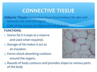 Adipose Tissue: Connective tissue found below the skin and
between the internal organs.
∗ Cells of the tissues are filled with fat globules.
FUNCTIONS:
1. Stores fat it is kept as a reserve
and used when required.
2. Storage of fat makes it act as
an insulator.
3. Forms shock absorbing cushions
around the organs.
4.Rounds of body contours and provides shape to various parts
of the body
CONNECTIVE TISSUE
 
