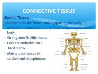 Skeletal Tissues:
1.Bones: forms the frame work supporting the body
∗ Anchors the muscles and supports the main organs of the
body.
∗ Strong, non-flexible tissue.
∗ Cells are embedded in a
hard matrix.
∗ Matrix is composed of
calcium and phosphorous.
CONNECTIVE TISSUE
 