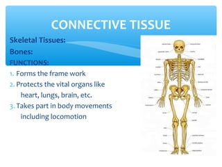 Skeletal Tissues:
Bones:
FUNCTIONS:
1. Forms the frame work
2. Protects the vital organs like
heart, lungs, brain, etc.
3. Takes part in body movements
including locomotion
CONNECTIVE TISSUE
 