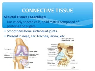 Skeletal Tissues : 2.Cartilage:
∗ Has widely spaced cells, solid matrix composed of
proteins and sugars.
∗ Smoothens bone surfaces at joints.
∗ Present in nose, ear, trachea, larynx, etc.
CONNECTIVE TISSUE
 