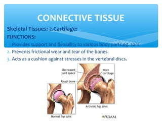 Skeletal Tissues: 2.Cartilage:
FUNCTIONS:
1. Provides support and flexibility to various body parts.eg. Ears
2. Prevents frictional wear and tear of the bones.
3. Acts as a cushion against stresses in the vertebral discs.
CONNECTIVE TISSUE
 