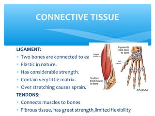 LIGAMENT:
∗ Two bones are connected to each other by ligament.
∗ Elastic in nature.
∗ Has considerable strength.
∗ Contain very little matrix.
∗ Over stretching causes sprain.
TENDONS:
∗ Connects muscles to bones
∗ Fibrous tissue, has great strength,limited flexibility
CONNECTIVE TISSUE
 