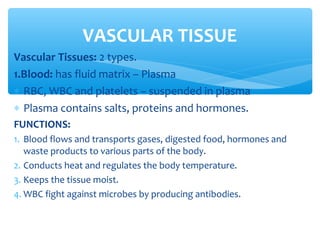 Vascular Tissues: 2 types.
1.Blood: has fluid matrix – Plasma
∗ RBC, WBC and platelets – suspended in plasma
∗ Plasma contains salts, proteins and hormones.
FUNCTIONS:
1. Blood flows and transports gases, digested food, hormones and
waste products to various parts of the body.
2. Conducts heat and regulates the body temperature.
3. Keeps the tissue moist.
4. WBC fight against microbes by producing antibodies.
VASCULAR TISSUE
 