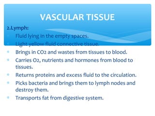 2.Lymph:
∗ Fluid lying in the empty spaces.
∗ Light yellow fluid connective tissue.
∗ Brings in CO2 and wastes from tissues to blood.
∗ Carries O2, nutrients and hormones from blood to
tissues.
∗ Returns proteins and excess fluid to the circulation.
∗ Picks bacteria and brings them to lymph nodes and
destroy them.
∗ Transports fat from digestive system.
VASCULAR TISSUE
 