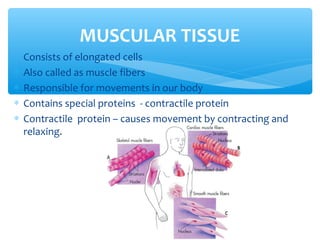 ∗ Consists of elongated cells
∗ Also called as muscle fibers
∗ Responsible for movements in our body
∗ Contains special proteins - contractile protein
∗ Contractile protein – causes movement by contracting and
relaxing.
MUSCULAR TISSUE
 