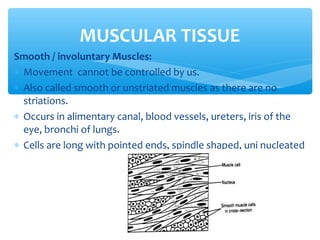 Smooth / involuntary Muscles:
∗ Movement cannot be controlled by us.
∗ Also called smooth or unstriated muscles as there are no
striations.
∗ Occurs in alimentary canal, blood vessels, ureters, iris of the
eye, bronchi of lungs.
∗ Cells are long with pointed ends, spindle shaped, uni nucleated
MUSCULAR TISSUE
 