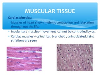 Cardiac Muscles:
∗ Muscles of heart show rhythmic contraction and relaxation
through out the life.
∗ Involuntary muscles- movement cannot be controlled by us.
∗ Cardiac muscles – cylindrical, branched , uninucleated, faint
striations are seen
MUSCULAR TISSUE
 