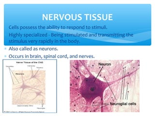 ∗ Cells possess the ability to respond to stimuli.
∗ Highly specialized - Being stimulated and transmitting the
stimulus very rapidly in the body.
∗ Also called as neurons.
∗ Occurs in brain, spinal cord, and nerves.
NERVOUS TISSUE
 