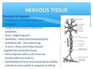 Structure of neuron:
∗ Consists of a cell body, nucleus and
Cytoplasm.
∗ Long hair like structures arise from
cytoplasm .
∗ Axon - single long part .
∗ Dendrites – many short branched parts.
∗ Individual cells - 0ne metre long.
∗ A nerve - Many nerve fibers bound
together by connective tissue.
∗ Nerve impulses allow us to move our
muscles when we want to.
∗ Combination of nerve and muscle tissue enables
animals to move rapidly in response to stimuli.
NERVOUS TISSUE
 